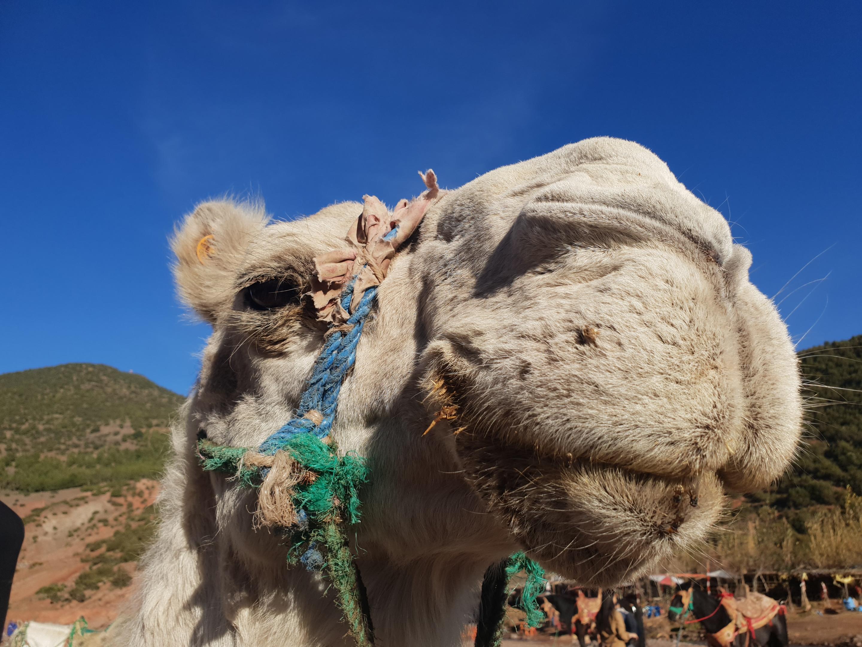 Kasbah Africa Bed & Breakfast Ouirgane Eksteriør bilde